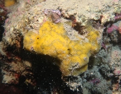 Clathria compressa