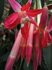Fuchsia boliviana