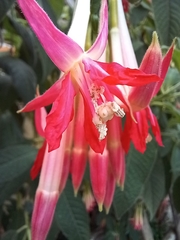 Fuchsia boliviana