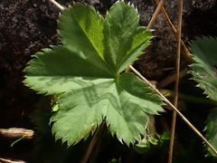 Alchemilla glabra