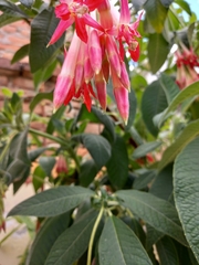 Fuchsia boliviana