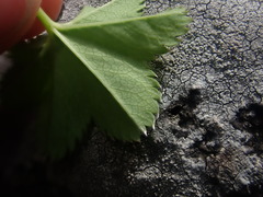 Alchemilla glabra
