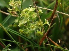 Alchemilla glabra