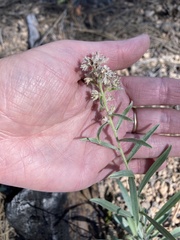 Oreocarya suffruticosa setosa