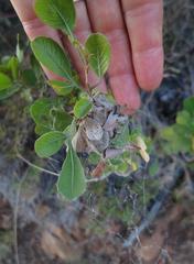 Stegodyphus dumicola