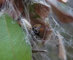 Stegodyphus dumicola