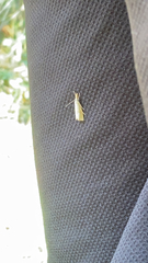 Agriphila straminella