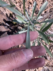 Oreocarya suffruticosa setosa