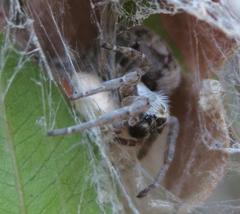 Stegodyphus dumicola