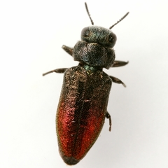 Chrysobothris ephedrae