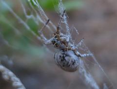 Stegodyphus dumicola