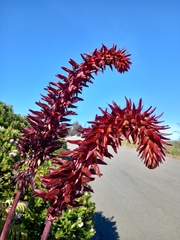 Melianthus