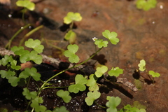 Ranunculus omiophyllus