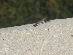 Erythromma