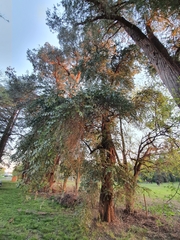 Eucalyptus cinerea