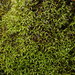 Mougeot's Yoke Moss - Photo (c) Calum McLennan, some rights reserved (CC BY-NC), uploaded by Calum McLennan