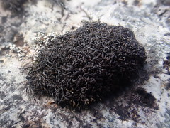 Gymnomitrion crenulatum