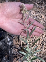 Oreocarya suffruticosa setosa