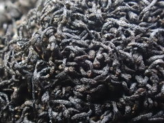 Gymnomitrion crenulatum