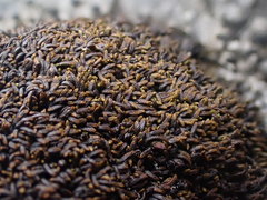 Gymnomitrion crenulatum