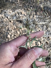 Oreocarya suffruticosa setosa