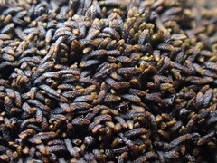 Gymnomitrion crenulatum