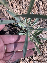 Oreocarya suffruticosa setosa
