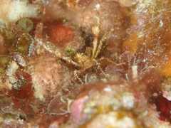 Oncinopus araneus
