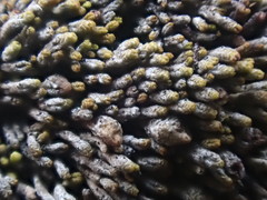 Bryochiton microscopicus