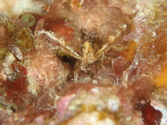 Oncinopus araneus