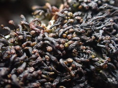 Gymnomitrion crenulatum