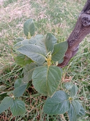 Abatia parviflora