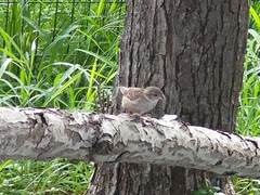 Passer domesticus domesticus