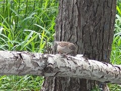 Passer domesticus domesticus