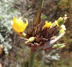 Bobartia robusta