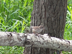 Passer domesticus domesticus