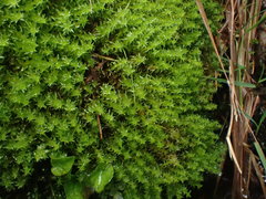 Diobelonella palustris