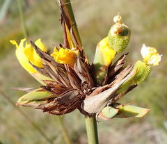 Bobartia robusta
