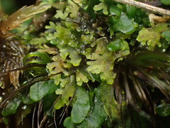 Riccardia chamedryfolia