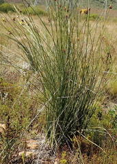 Bobartia robusta