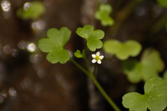 Ranunculus omiophyllus