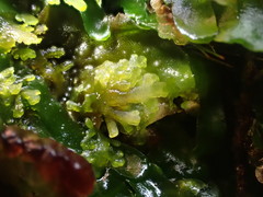 Riccardia chamedryfolia