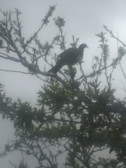 Hemiphaga novaeseelandiae