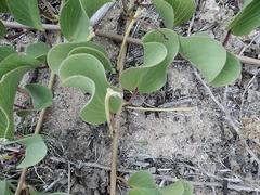 Ipomoea pes-caprae brasiliensis