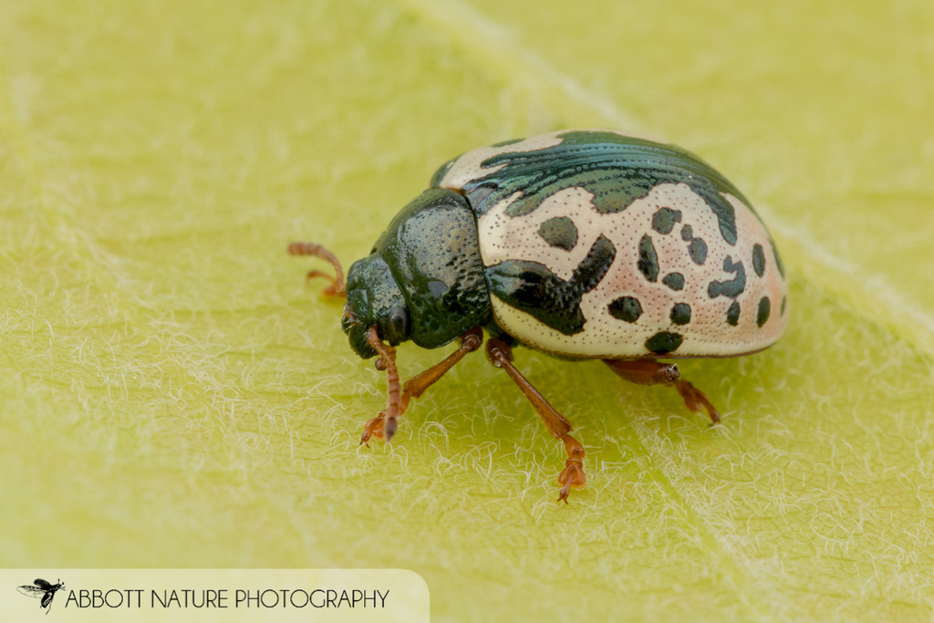 Calligrapha floridana
