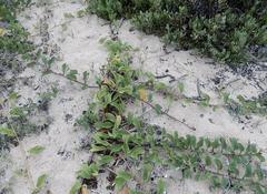 Ipomoea pes-caprae brasiliensis
