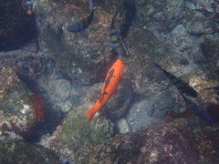 Bodianus eclancheri