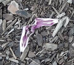 Ipomoea pes-caprae brasiliensis