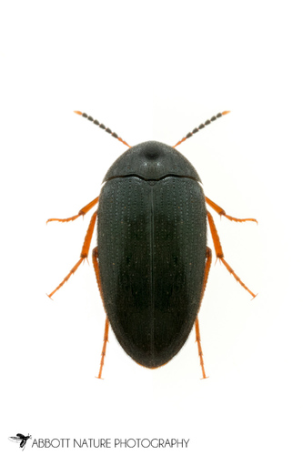 Eustrophopsis bicolor (Fabricius, 1798)