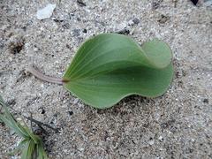 Ipomoea pes-caprae brasiliensis